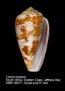 Conus tinianus